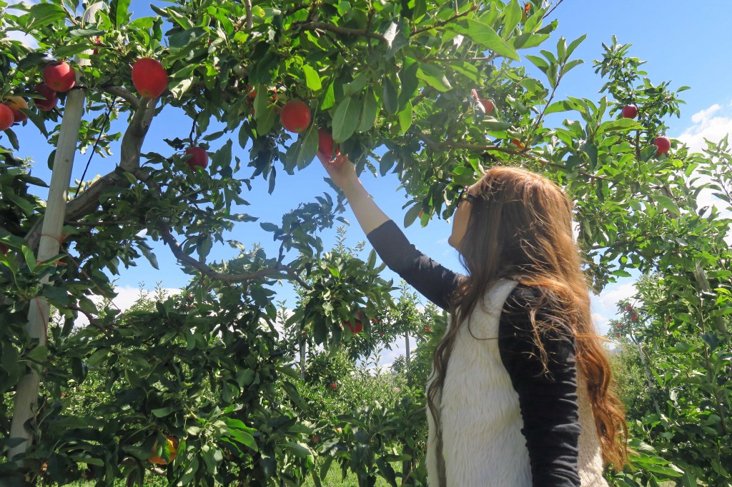 Apple Picking in the Wenatchee Valley – Playground of the Pacific Northwest