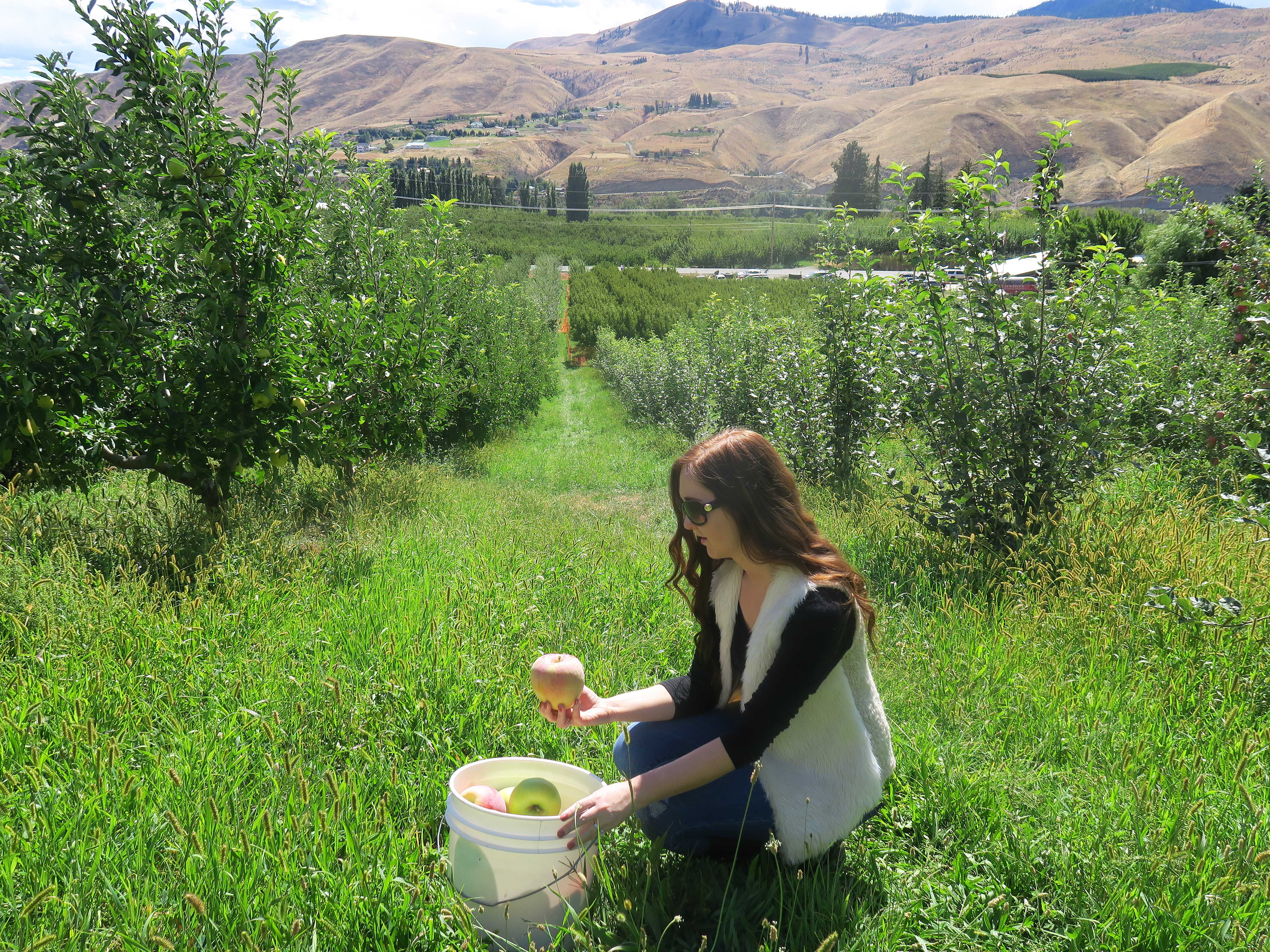 Apple Picking in the Wenatchee Valley