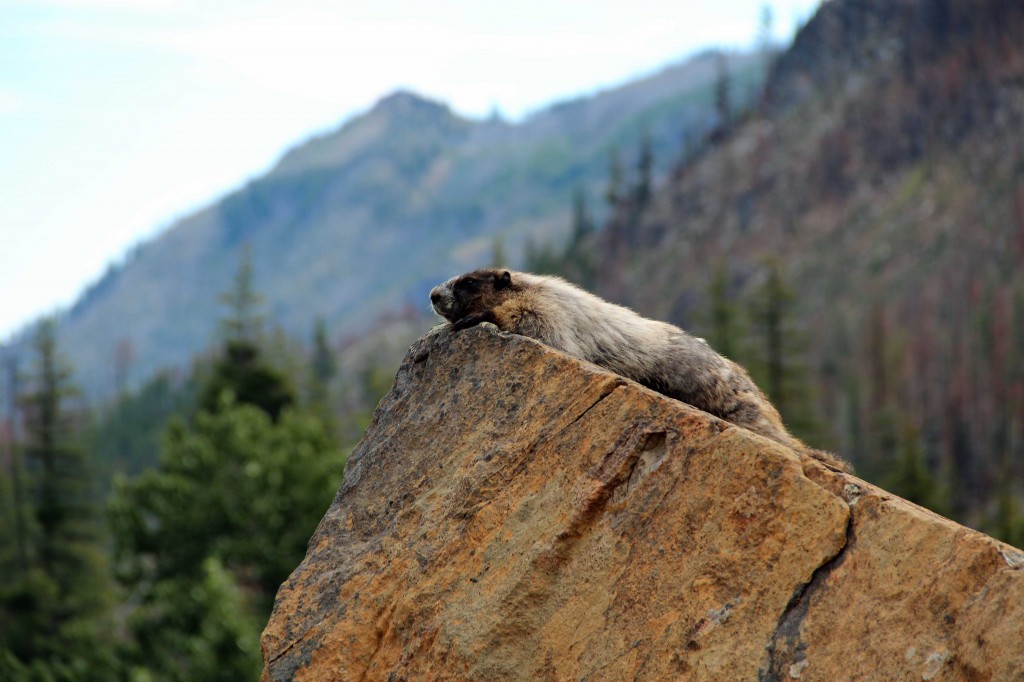 Day Hike: Eightmile Lake – Playground of the Pacific Northwest