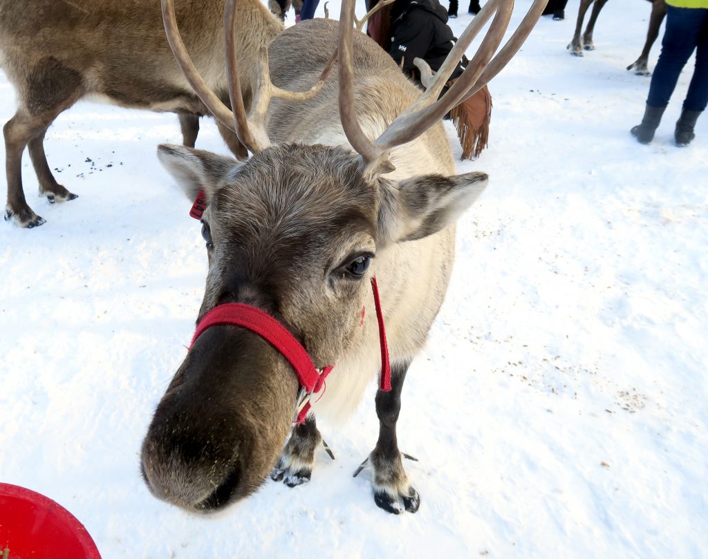 Leavenworth reindeer farm playground of the pacific northwest